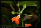 epidendrum pseudepidendrum