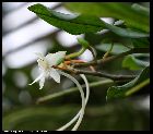 aerangis appendiculata