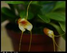 masdevallia strobelii