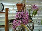 dendrobium superbum