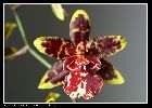 colmanara wildcat