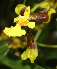 Oncidium longipes