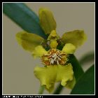 oncidium longipes