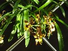 oncidium longipes variété creosus