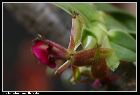 epidendrum medusae