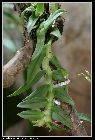 epidendrum medusae