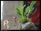 maxillaria pulla