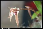 maxillaria pulla