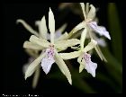 miltonia flavescens