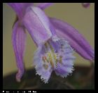 pleione praecox