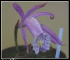 pleione praecox