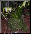 phragmipedium warszewiczianum