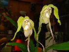 Phragmipedium Wallisii