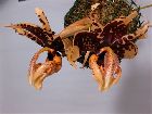 stanhopea tigrina