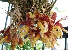 stanhopea tigrina