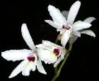 laelia rubescens