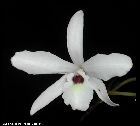 laelia rubescens