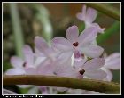 ascocentrum christensonianum