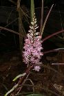 ascocentrum christensonianum