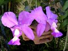 cattleya nobilior