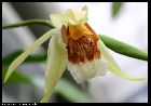 coelogyne rumphii