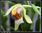 coelogyne rumphii