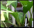 coelogyne rumphii