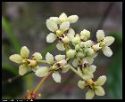 pomatocalpa bicolor