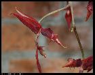 gongora atropurpurea