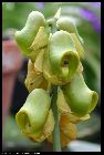 catasetum planiceps