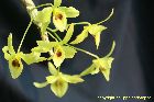 Dendrobium friedericksianum