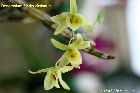 Dendrobium friedericksianum