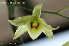 Dendrobium friedericksianum