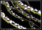 schoenorchis gemmata