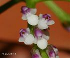 schoenorchis gemmata