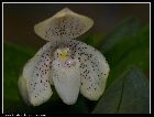 paphiopedilum bellatulum