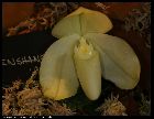 paphiopedilum bellatulum