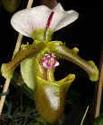 paphiopedilum spicerianum