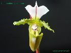 Paphiopedilum spicerianum