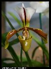 paphiopedilum lathamianum