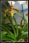 paphiopedilum lathamianum