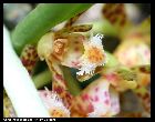 gastrochilus calceolaris