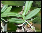 gastrochilus calceolaris