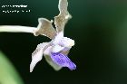 Vanda tessellata