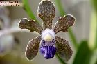 Vanda tessellata