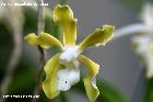 Vanda tessellata var. alba