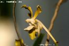 Vanda tessellata var. alba