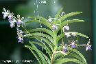 Vanda tessellata