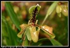 paphiopedilum villosum var boxallii