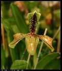 paphiopedilum villosum var boxallii